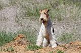 FOX TERRIER 360